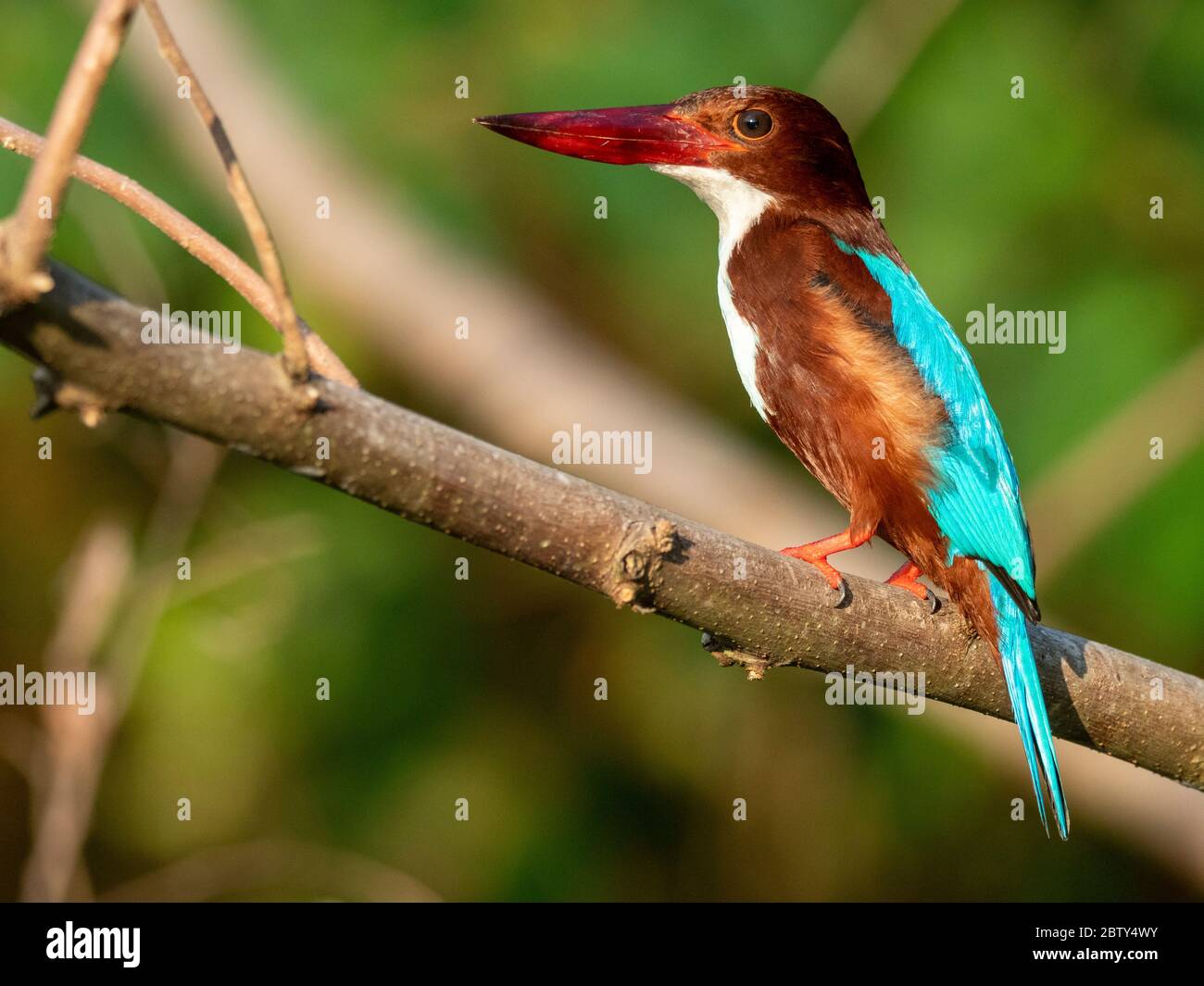 Un kingfisher adulto dalle gole bianche (Halcyon smyrnensis), sul fiume Nilwala, Sri Lanka, Asia Foto Stock
