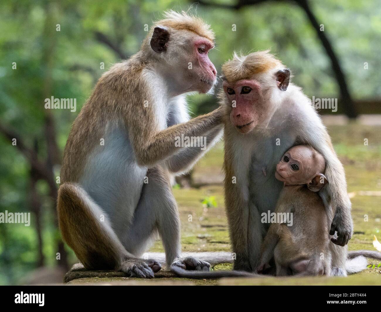 Macachi toque (Macaca sinica) che si adroniscono, Polonnaruwa, Sri Lanka, Asia Foto Stock