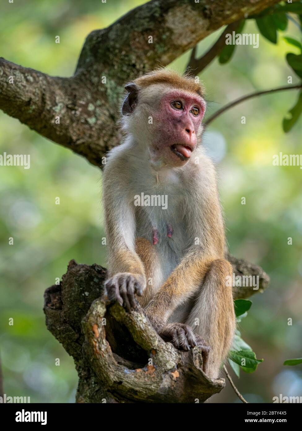 Un macaco di Toque adulto (Macaca sinica), Parco Nazionale di Yala, Sri Lanka, Asia Foto Stock