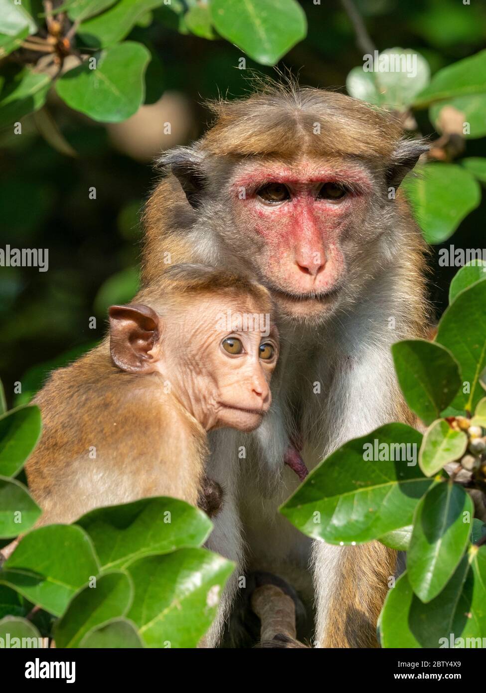 Una madre e un bambino macaco Toque (Macaca sinica), Wilpattu National Park, Sri Lanka, Asia Foto Stock