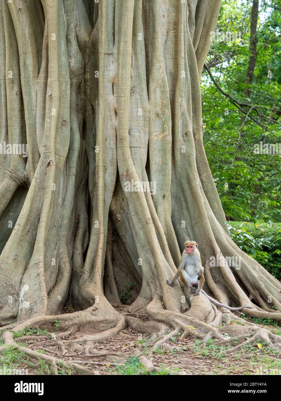 Un singolo macaco di Toque (Macaca sinica), che riposa in un albero di ficus, Polonnaruwa, Sri Lanka, Asia Foto Stock