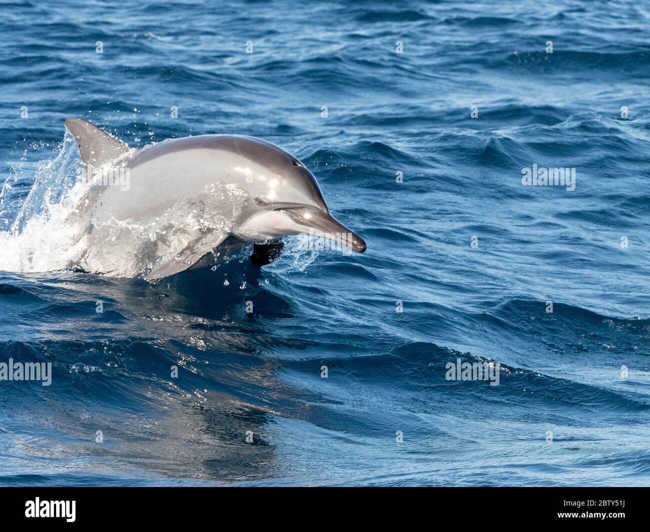 Un delfino da Spinner adulto (Stenella longirostris), che salpava nelle acque della penisola di Kalpitiya, Sri Lanka, Asia Foto Stock