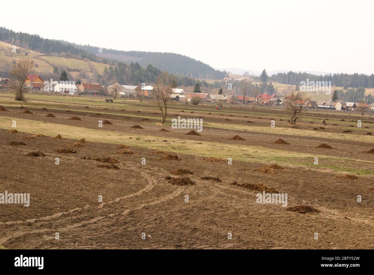 Molehills su un campo nella campagna della Romania Foto Stock