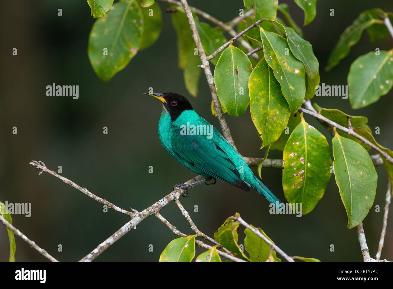 Un superriduttore verde Honeysuperriduttore (Chlorophanes spiza) maschio dalla foresta pluviale atlantica del Brasile se Foto Stock
