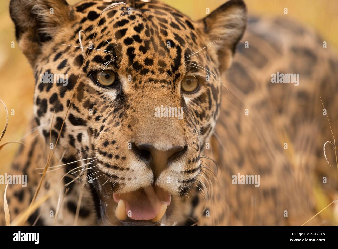Una Jaguar (Panthera onca) dal Brasile centrale Foto Stock