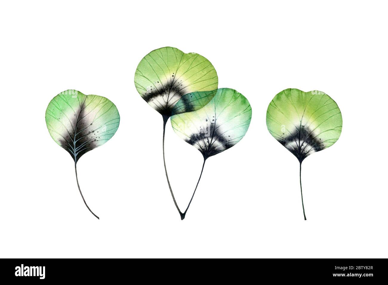 Set di foglie di acquerello. Raccolta di rami verdi trasparenti isolati su bianco. Opere d'arte dipinte a mano con albero in stile boho. Botanica realistica Foto Stock