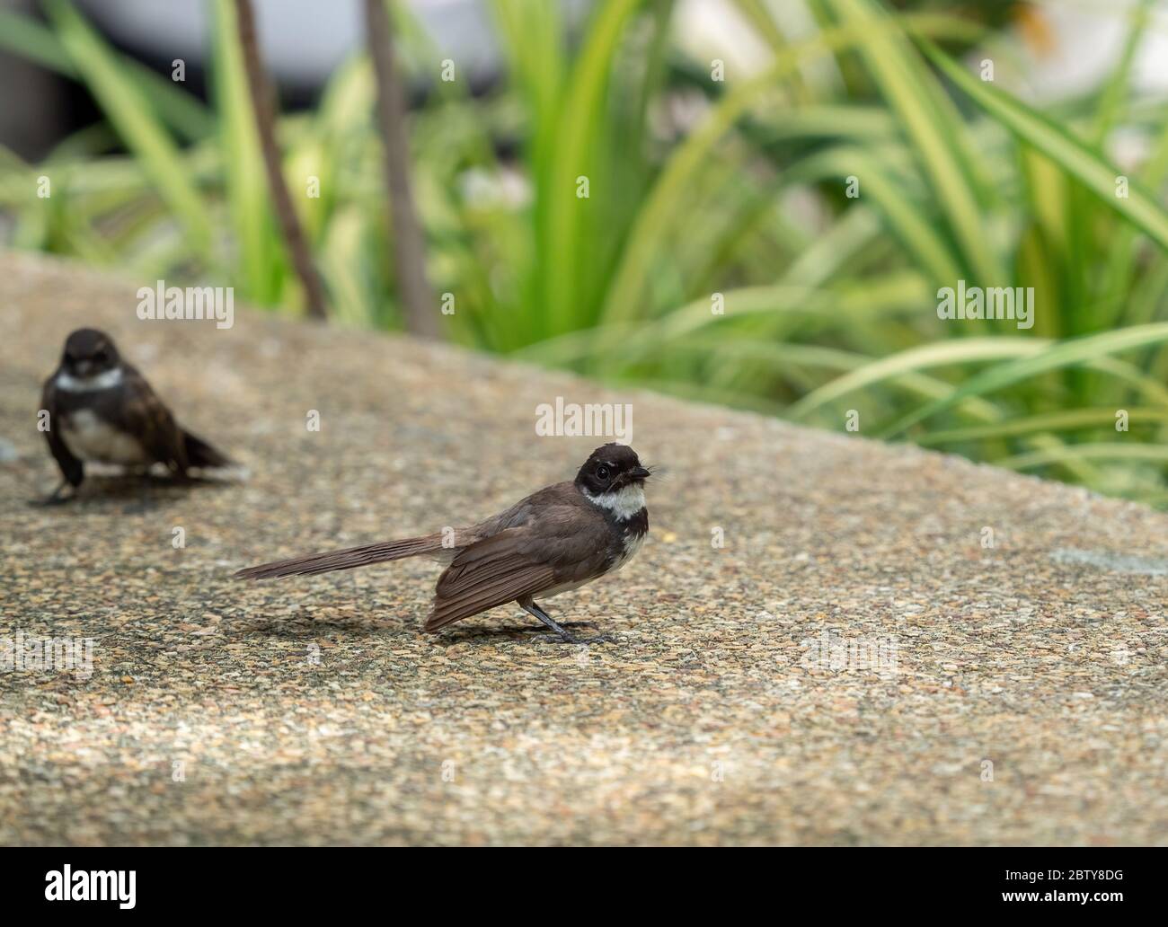 Closeup Malaysian Pied fiocco o Rhipidura javanica sul pavimento Foto Stock