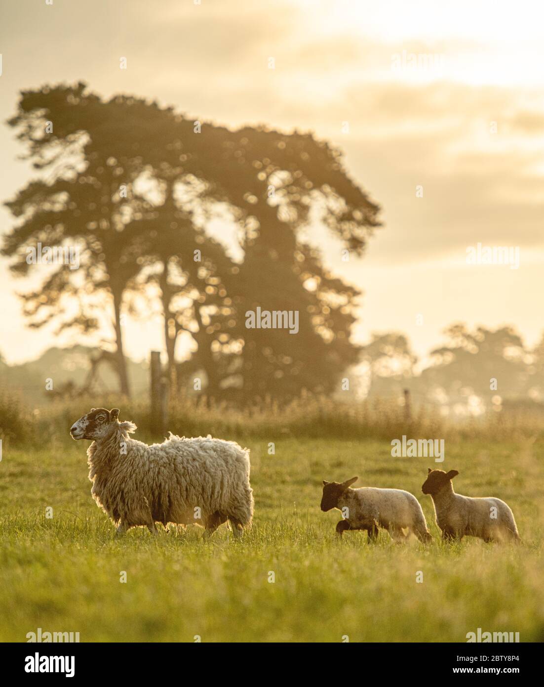 Pecore seguite dai suoi agnelli in primavera, Regno Unito, Europa Foto Stock