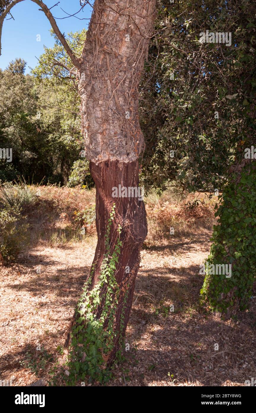 Tronco di quercia di sughero (Quercus suber) con una parte della corteccia di sughero raccolto, Francia Foto Stock
