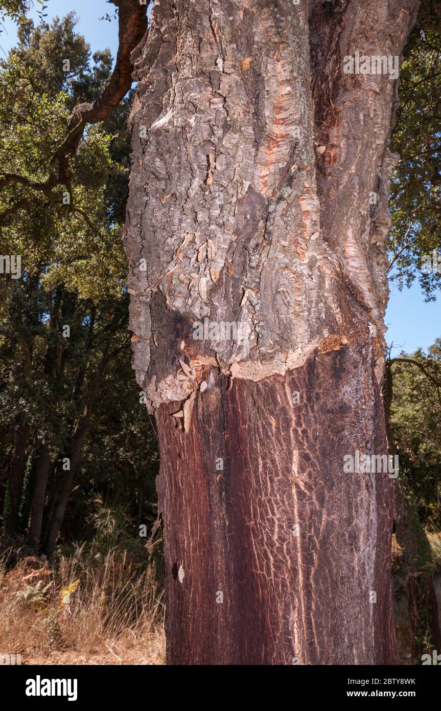 Tronco di quercia di sughero (Quercus suber) con una parte della corteccia di sughero raccolto, Francia Foto Stock