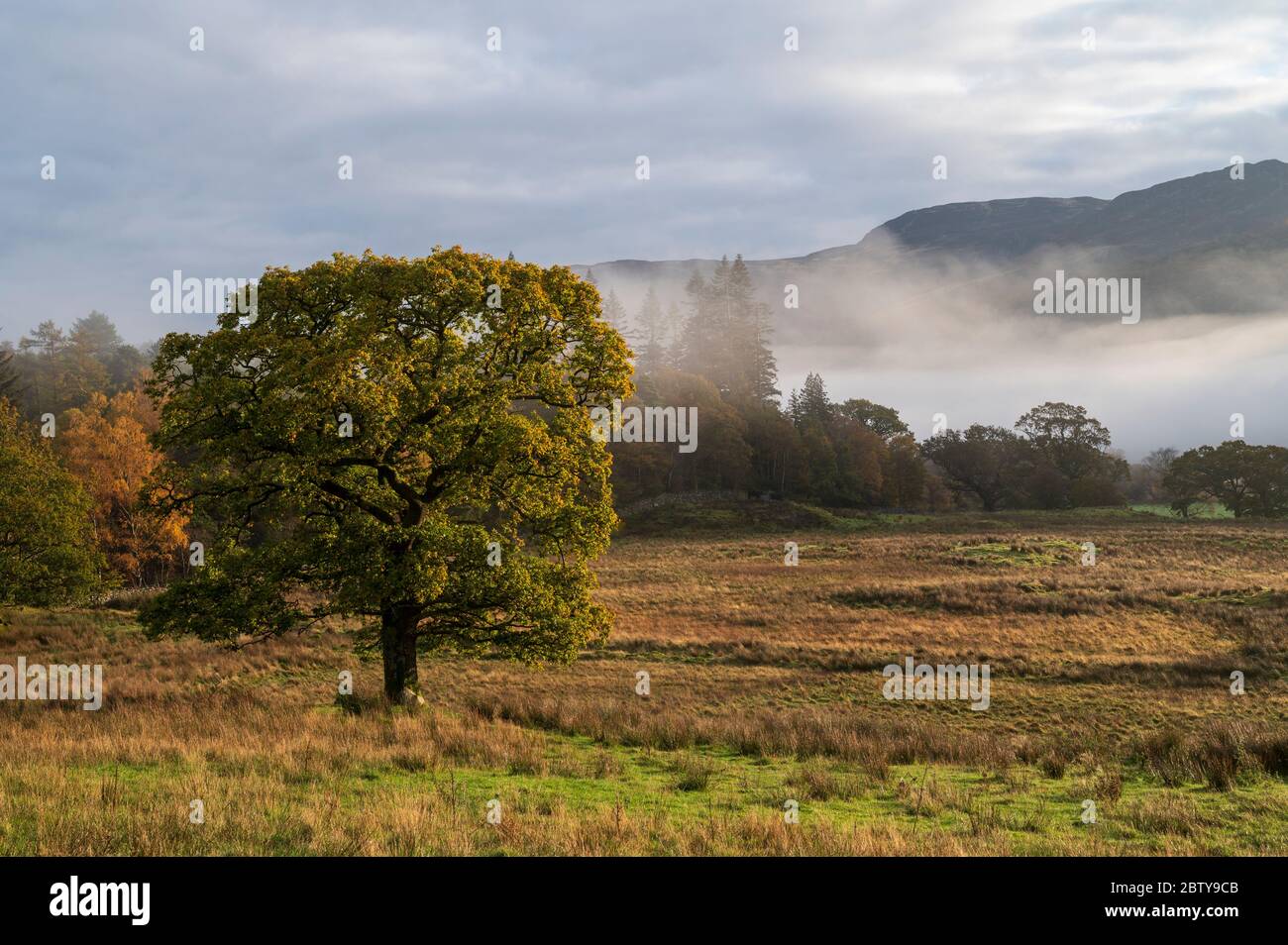 Scena autunnale con nebbia mattutina in autunno, Borrowdale, Lake District National Park, patrimonio dell'umanità dell'UNESCO, Cumbria, Inghilterra, Regno Unito, Foto Stock