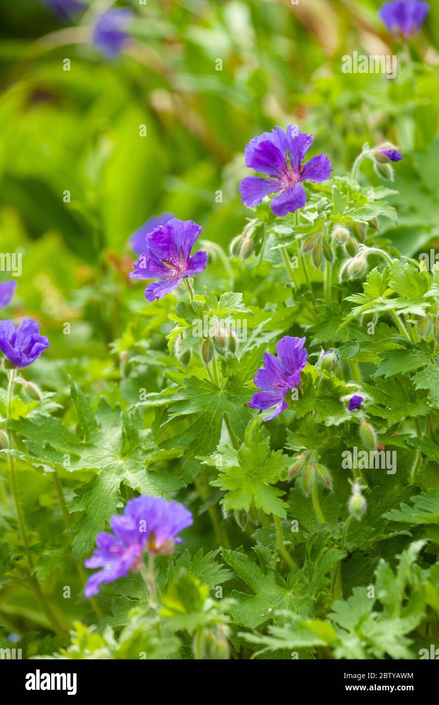 Fiore di geranio viola in un giardino scozzese maggio 2020 Foto Stock