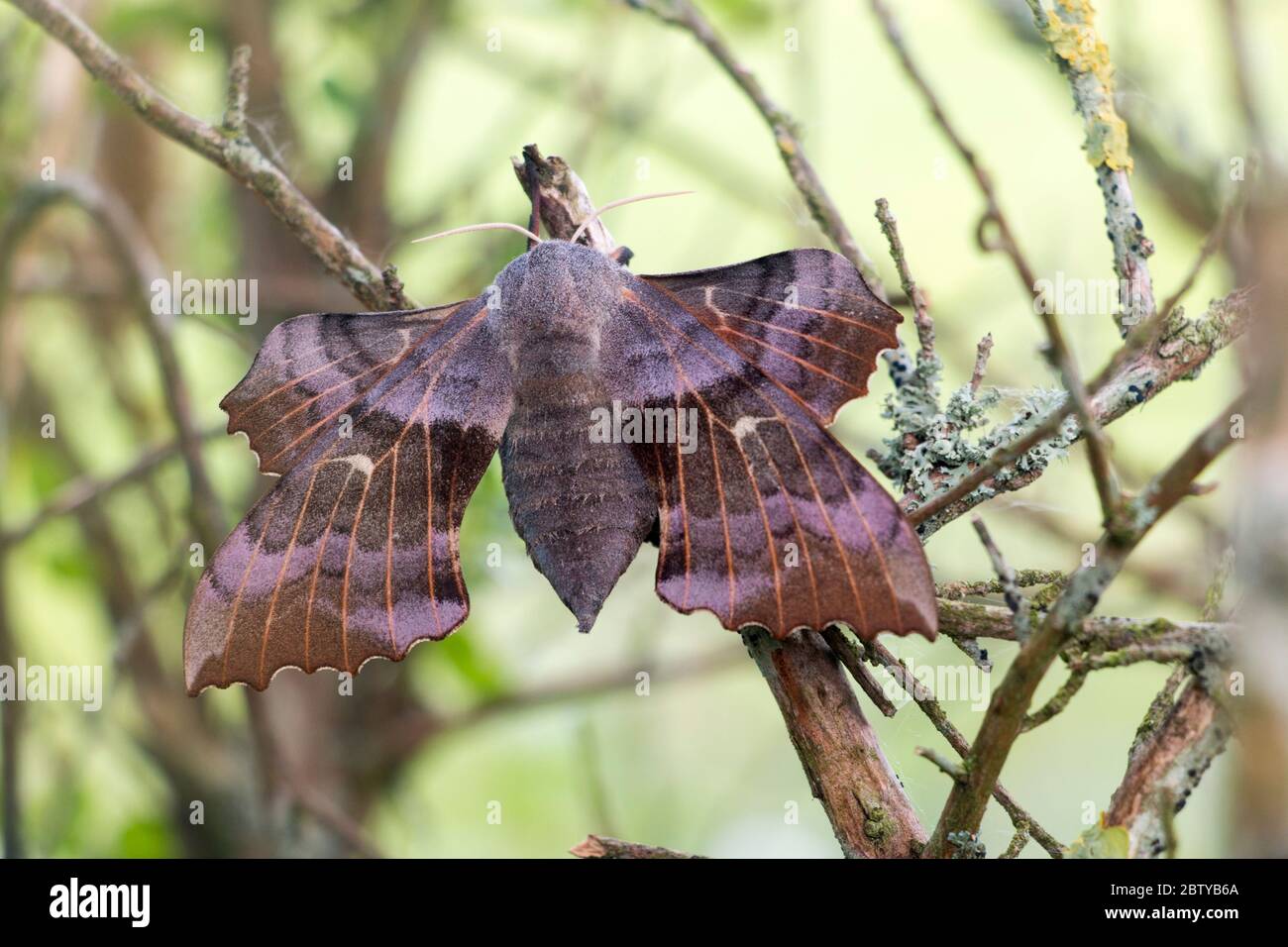 Laothoe populi, falco-falco-falco-femmina- che mostra l'ala posteriore tenuto davanti alla fronte, poggiando su un ramoscello su arbusto giardino, Pembrokeshire, Galles UK Foto Stock