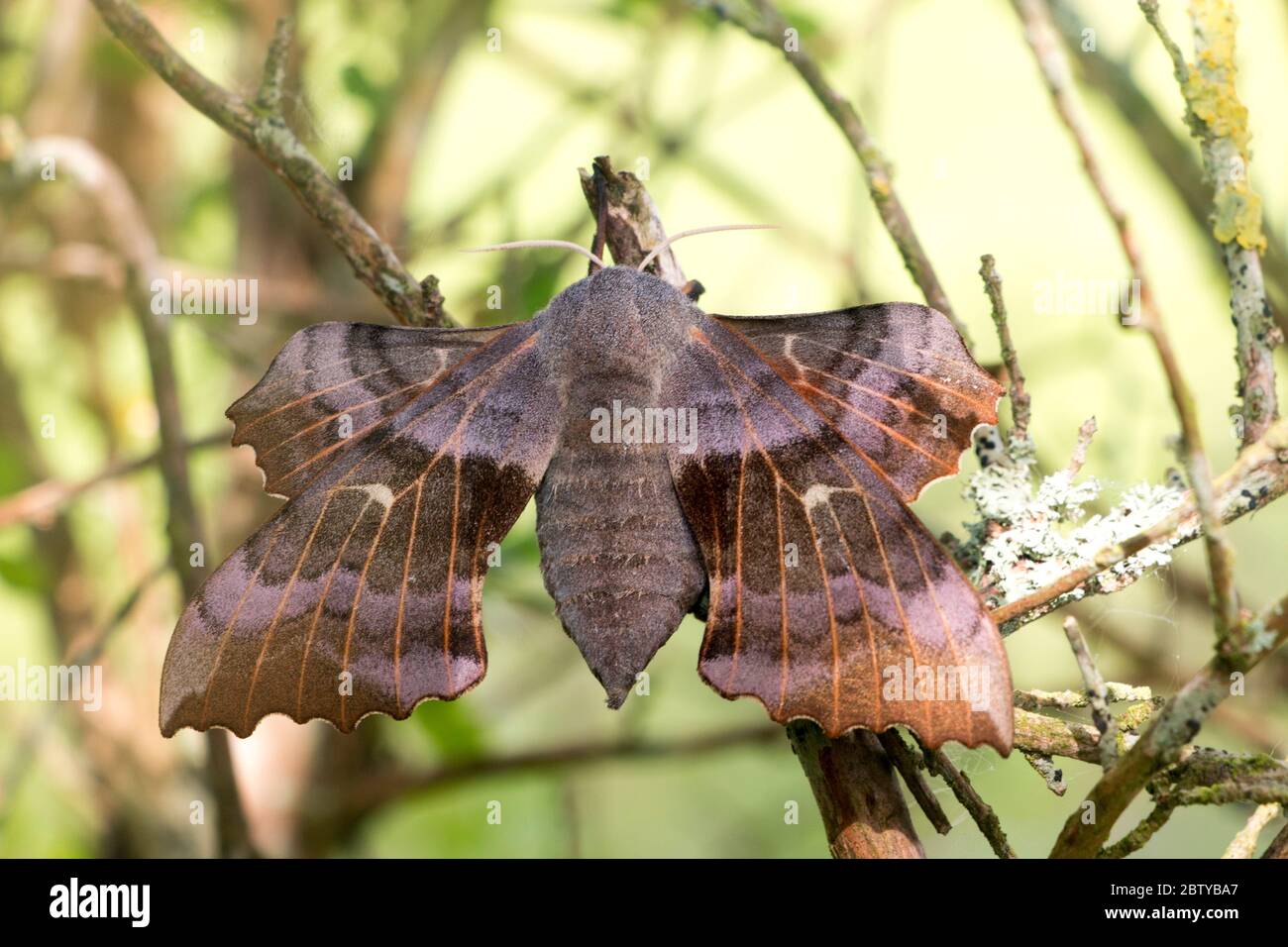 Laothoe populi, falco-falco-falco-femmina- che mostra l'ala posteriore tenuto davanti alla fronte, poggiando su un ramoscello su arbusto giardino, Pembrokeshire, Galles UK Foto Stock