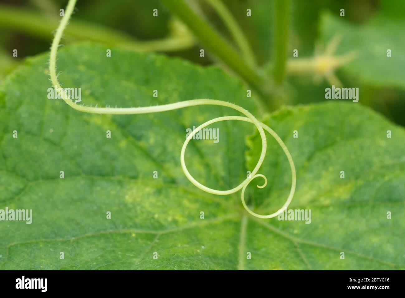 Baffi di cetrioli e foglie di cetriolo sfocate che crescono su un  cespuglio. Profondità di campo poco profonda Foto stock - Alamy