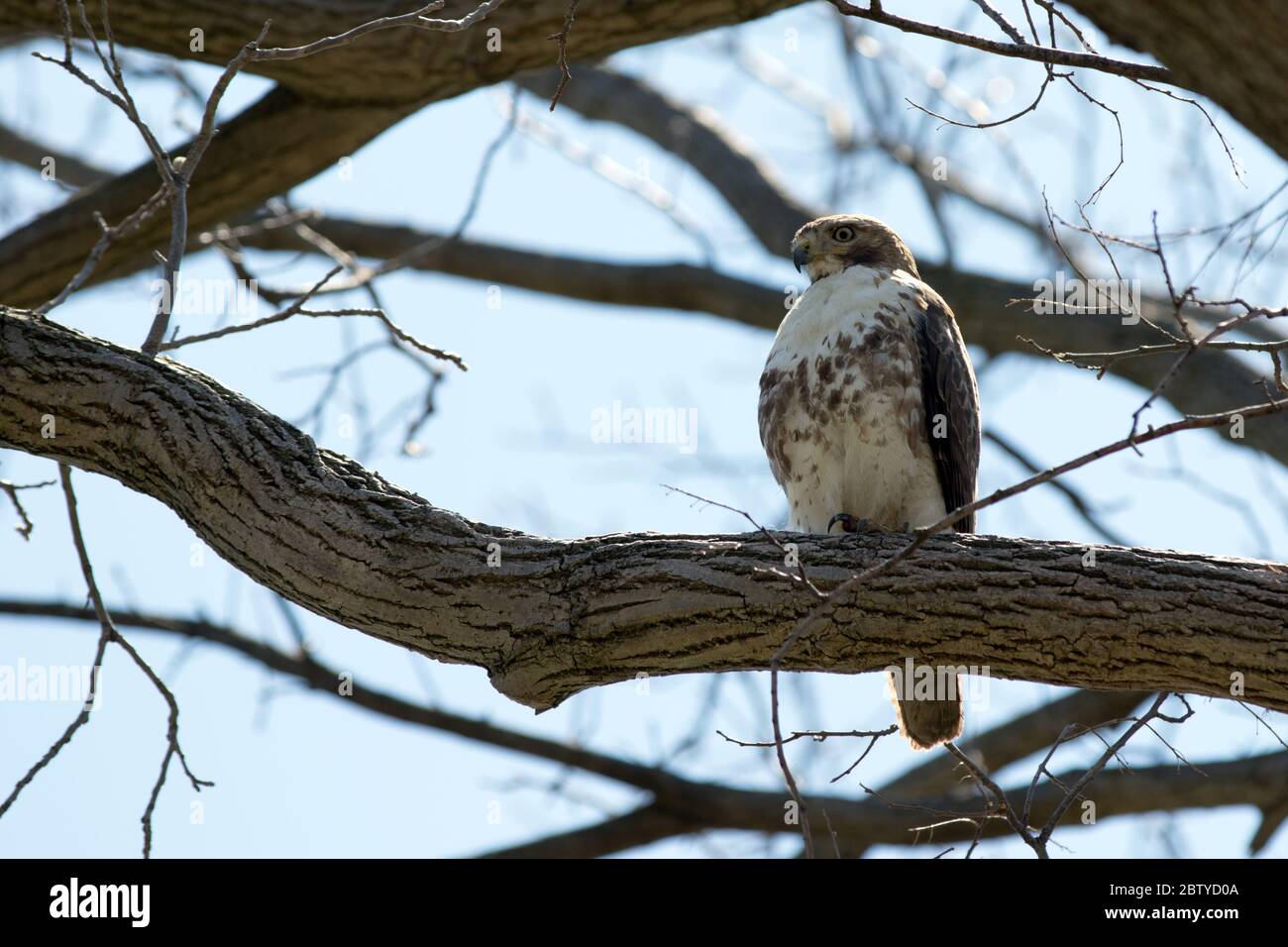 Un Hawk dalla coda rossa appollaiato in un albero in Ontario, Canada. Foto Stock