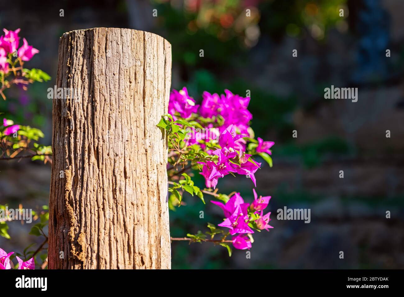 Buganvillea magenta fiori. Bougainvillea fiori come sfondo. Sfondo floreale. Foto Stock