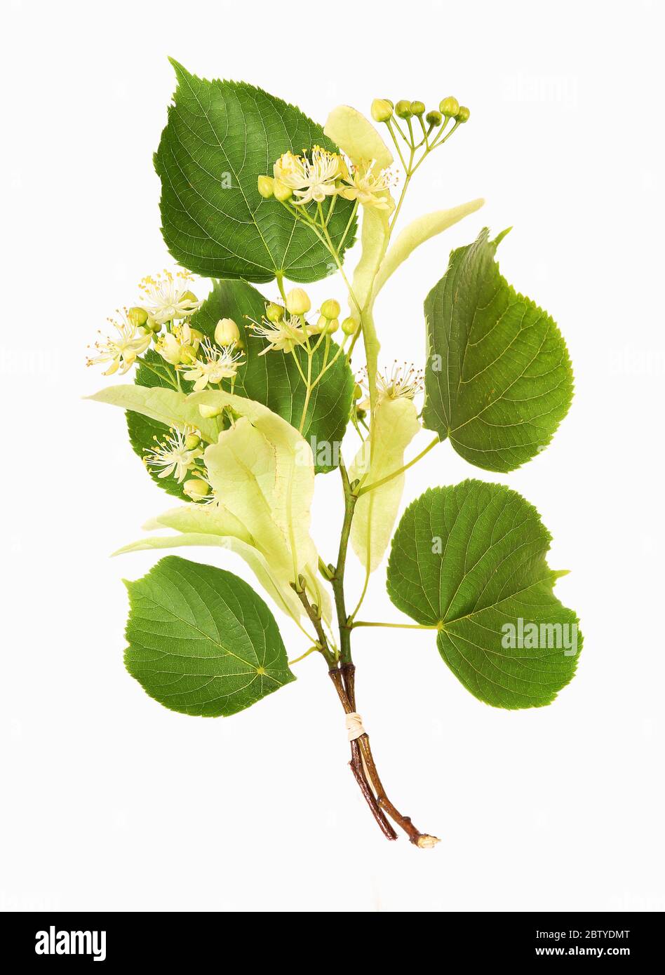 Fiori di tiglio, isolati Foto Stock