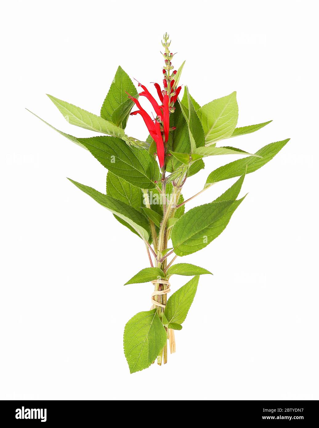 Salvia di ananas con fiore, isolato Foto Stock