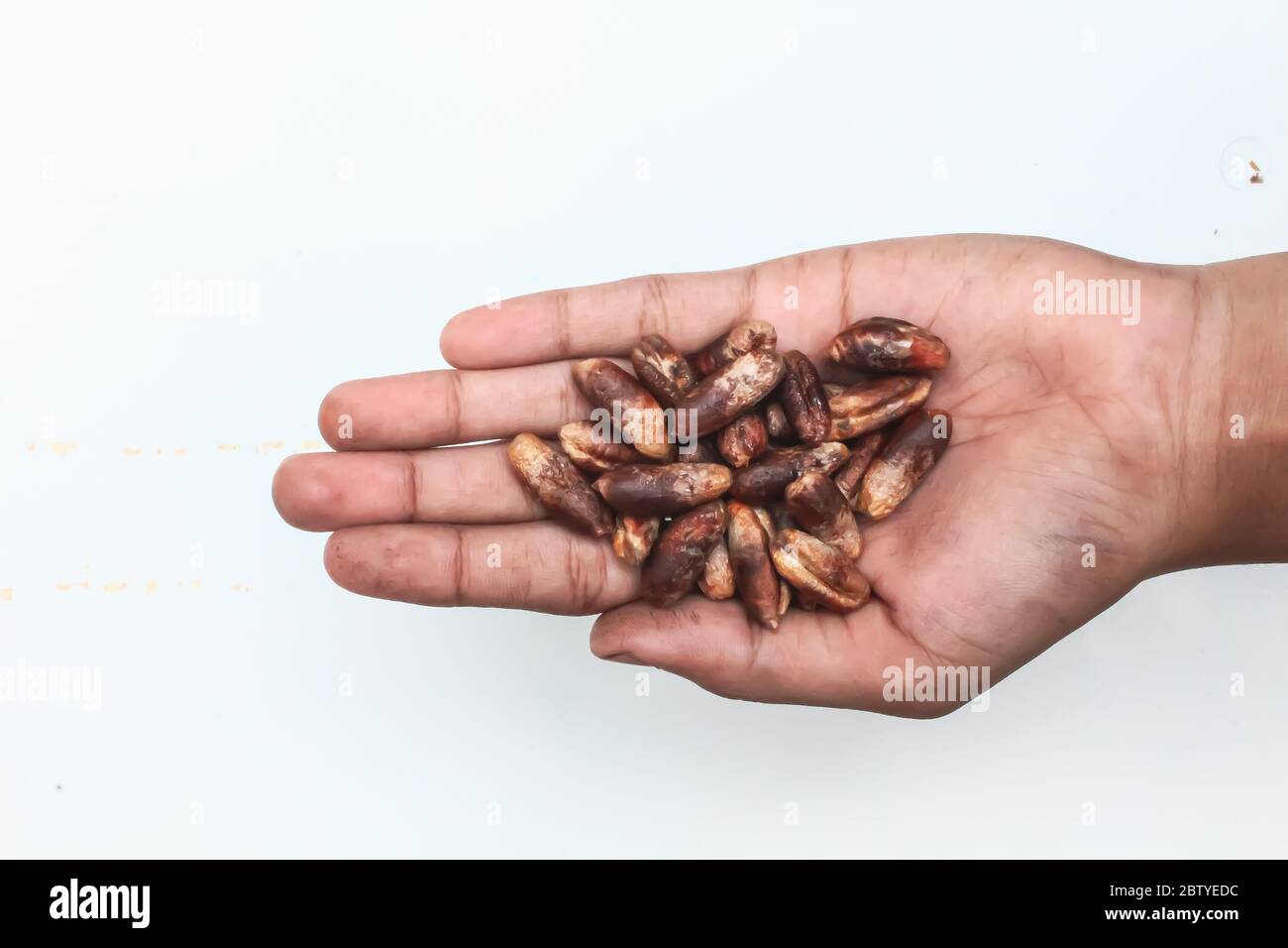 Date semi di palma a portata di mano Foto Stock