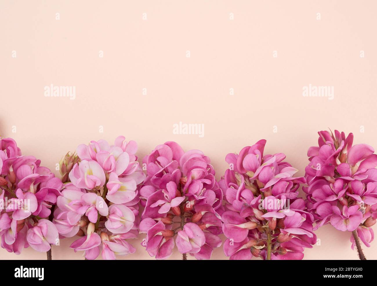 Ramo fiorito Robinia neomexicana con fiori rosa su sfondo beige, vista dall'alto, spazio copia Foto Stock