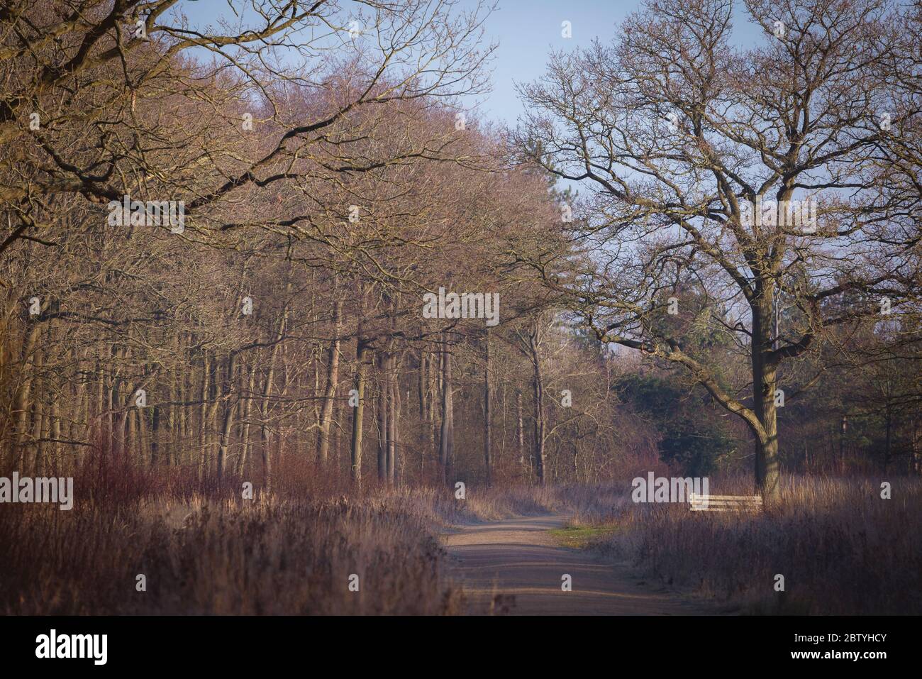 Woodland in una frizzante mattinata invernale nel Regno Unito. Foto Stock