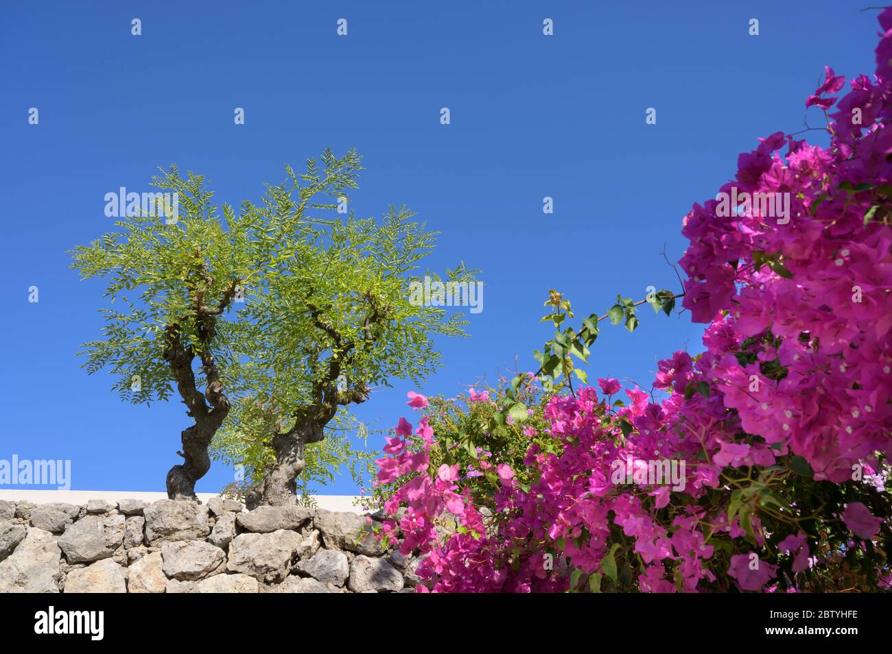 Bellissimi fiori rosa Bougainvillea e alberi nel terreno del Marbella Beach Hotel, Corfù, Grecia. Foto Stock