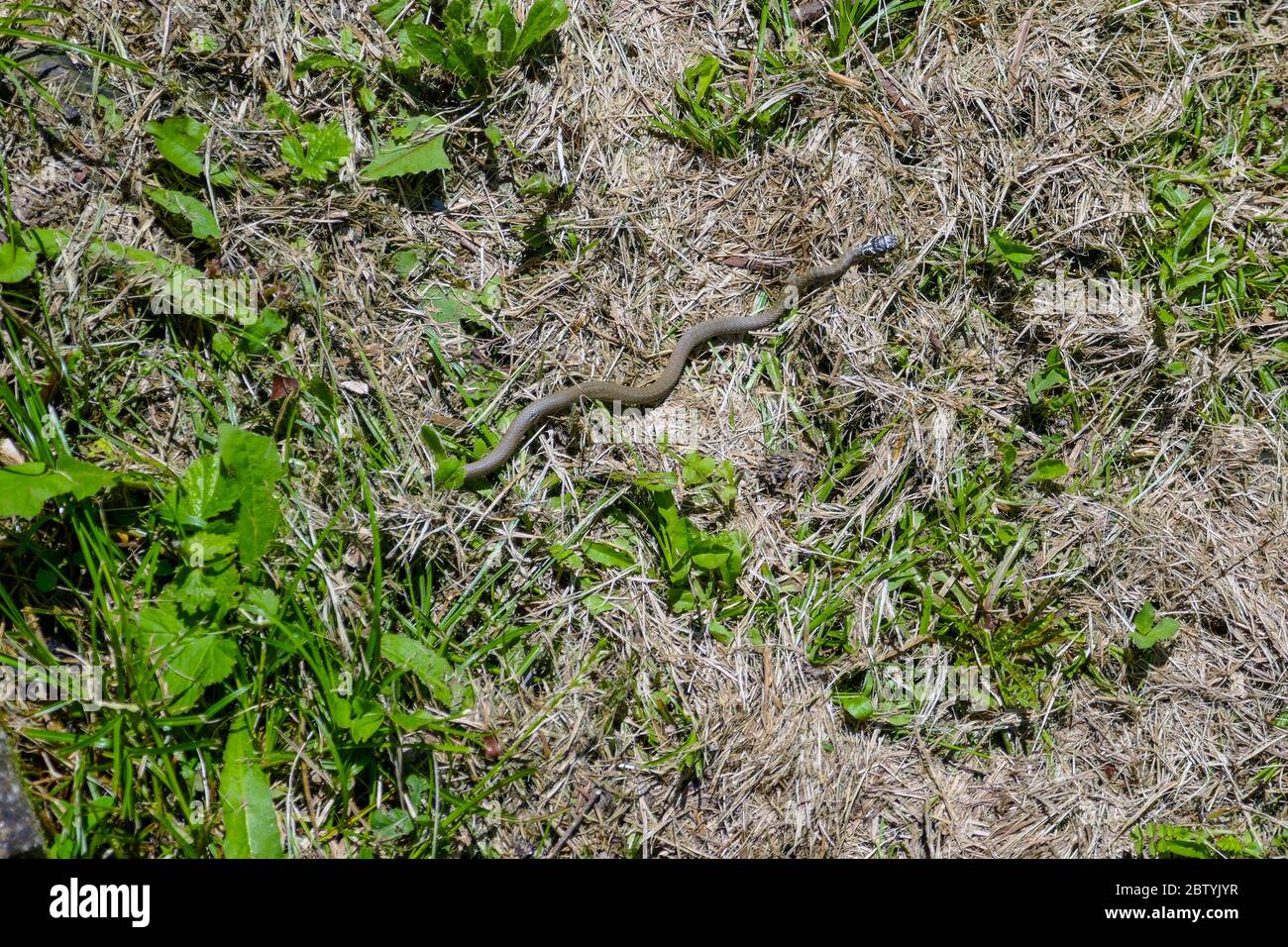 Serpente giovane occidentale di frusta sulla terra erbosa asciutta, Ariege, Pirenei francesi, Pirenei, Francia Foto Stock