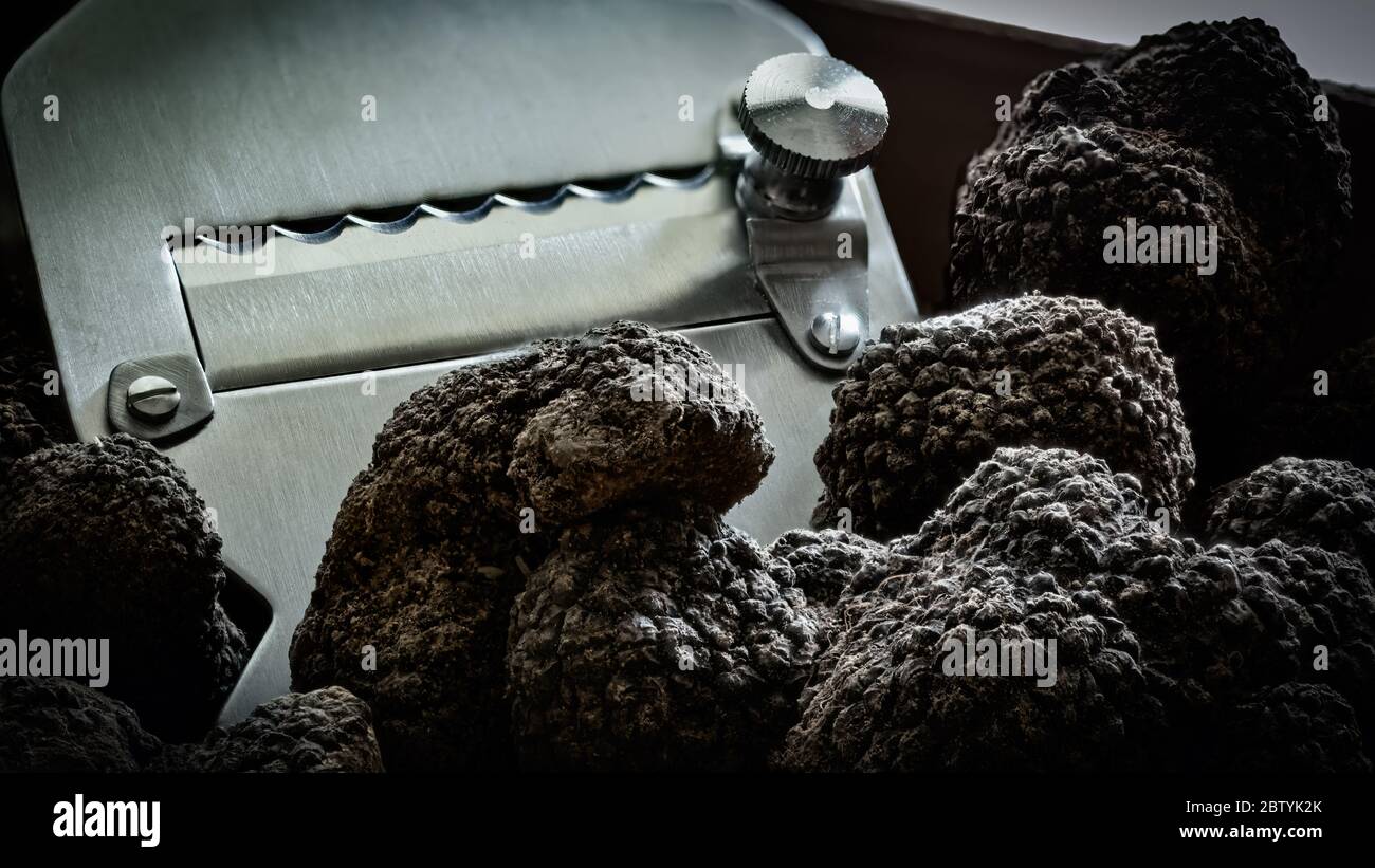 Tuber Aestivum tartufi neri, Umbria, Italia Foto Stock