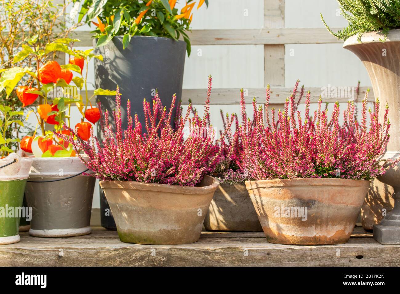 Incredibile Heather Calluna fiorisce in un vaso di argilla, frutto di un fisico arancione. Fioreria da giardinaggio in stile scandinavo. Erica in fiore fresca naturale, natura b Foto Stock