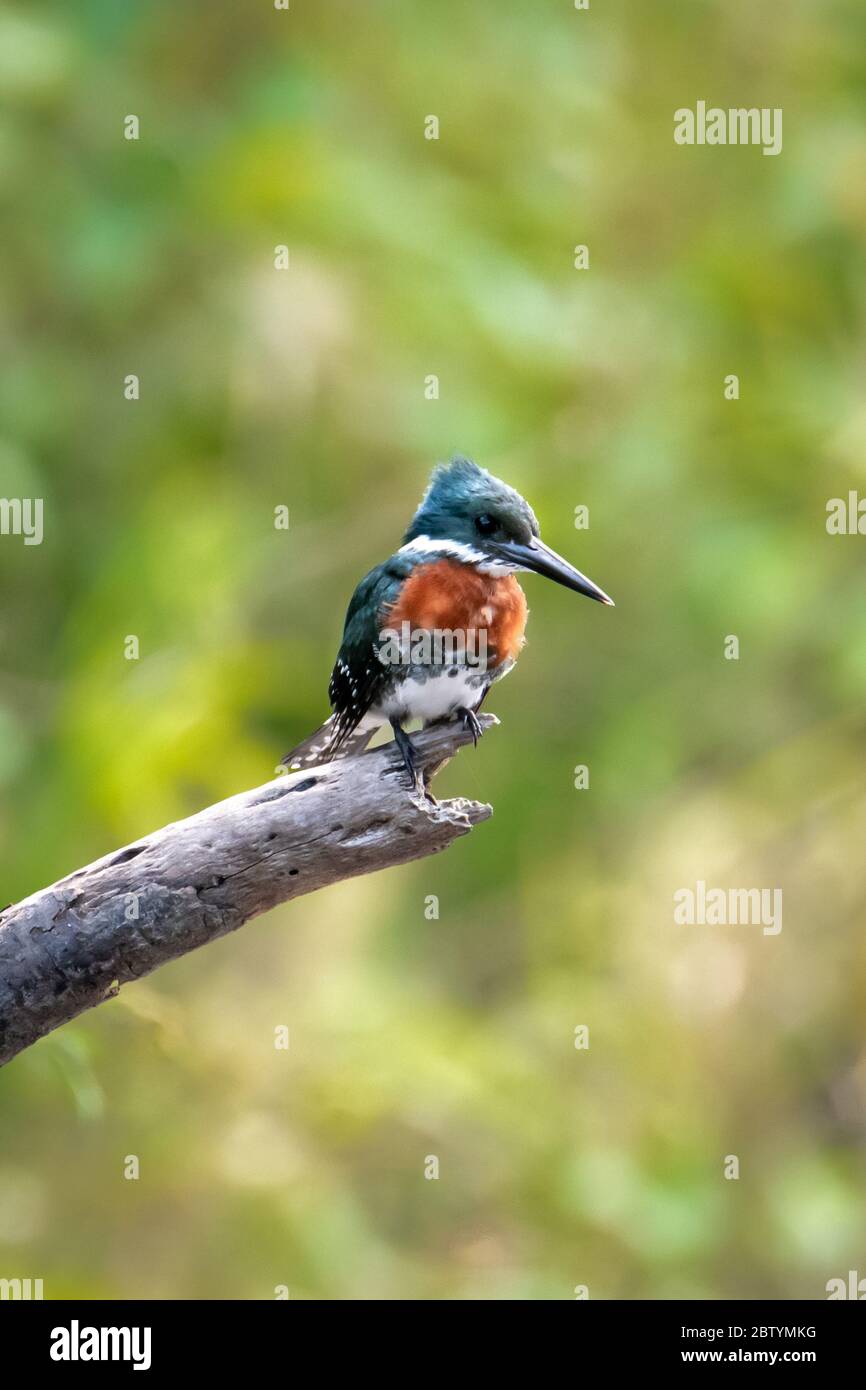 Maschio Amazzonia Kingfisher (Chloroceryle amazona) nella foresta pluviale amazzonica peruviana Foto Stock