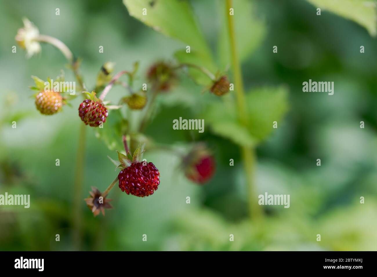 Primo piano di fragole selvatiche che crescono su cespuglio, mature e pronte a paperare Foto Stock