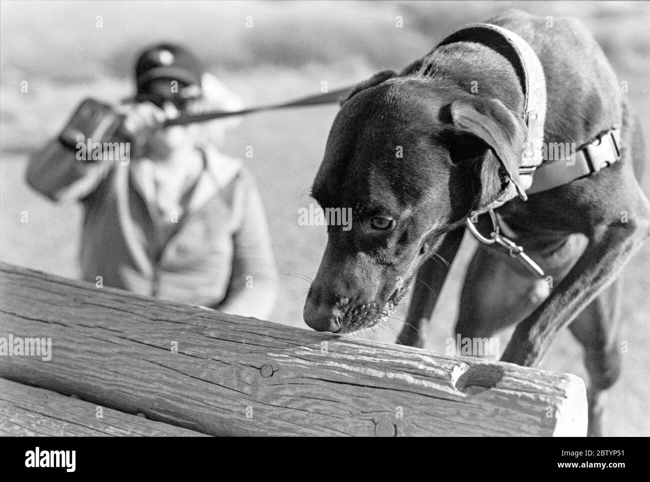Ritratto in bianco e nero di un cane e Trainer apprendimento agilità e ostacoli Foto Stock