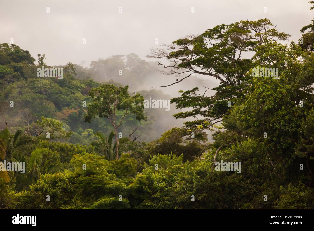 Lussureggiante foresta pluviale sul lato ovest del canale di Panama, provincia di Panama, Repubblica di Panama. Foto Stock