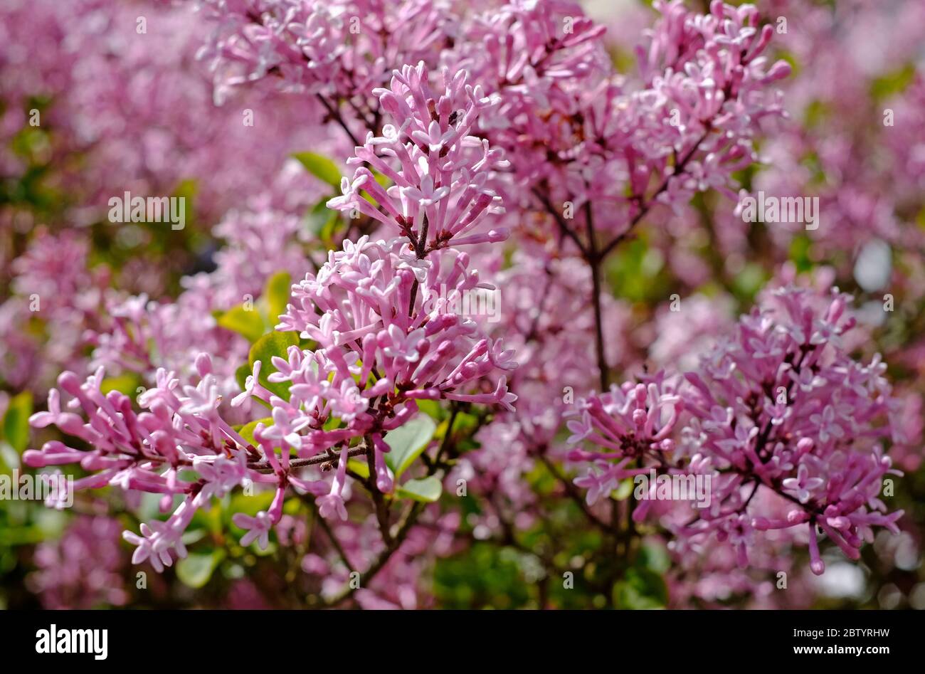 rosa fiorito albero lilla miniatura, norfolk, inghilterra Foto Stock