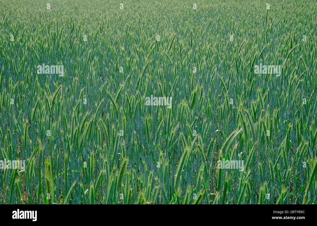 primi raccolti di grano verde di primavera in campo, norfolk, inghilterra Foto Stock
