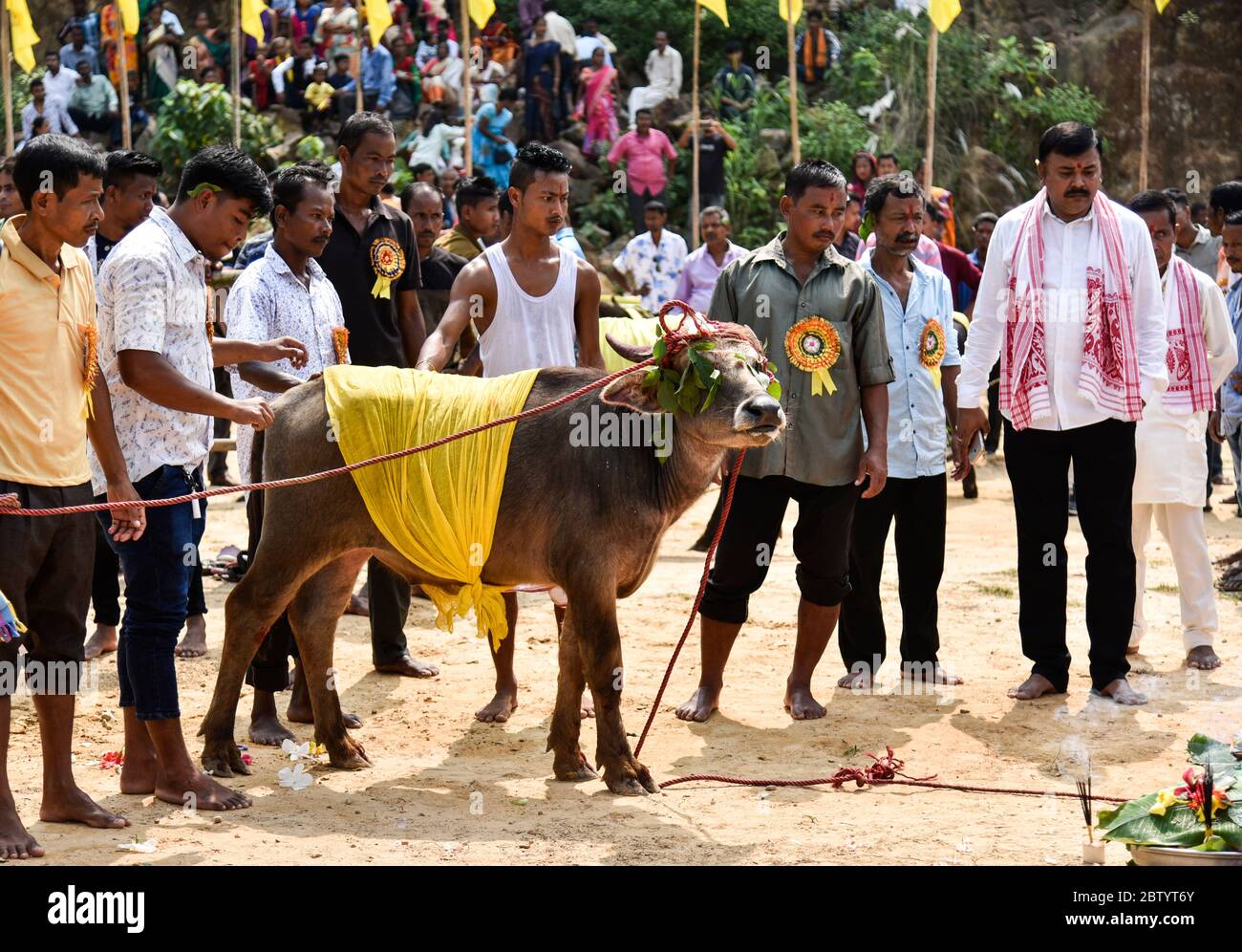 INDIA: La creatura abbandonata è benedetta e preparata per la macellazione. Le foto RACCAPRICCIANTI mostrano folle spietate che stanno per insanguinare i bufali, brutalmente sla Foto Stock