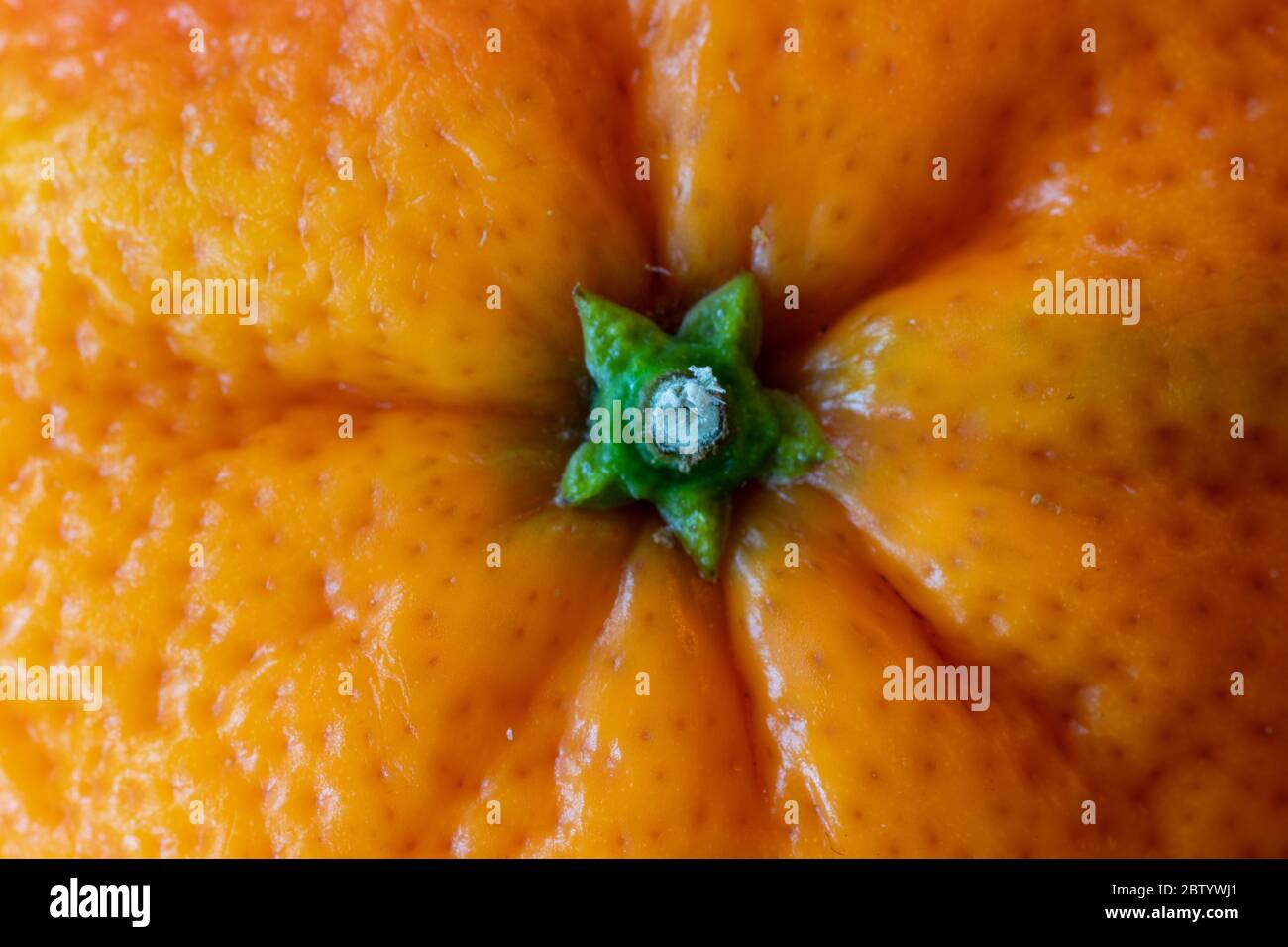 Stelo macro arancio mandarino con pelle testurizzata lucida Foto Stock