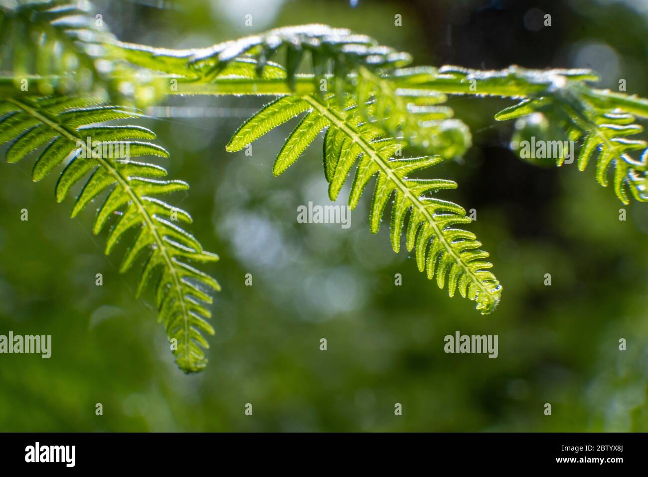 Un primo piano delle foglie di una Fern comune che esplode in vita durante la primavera in una foresta britannica. Foto Stock