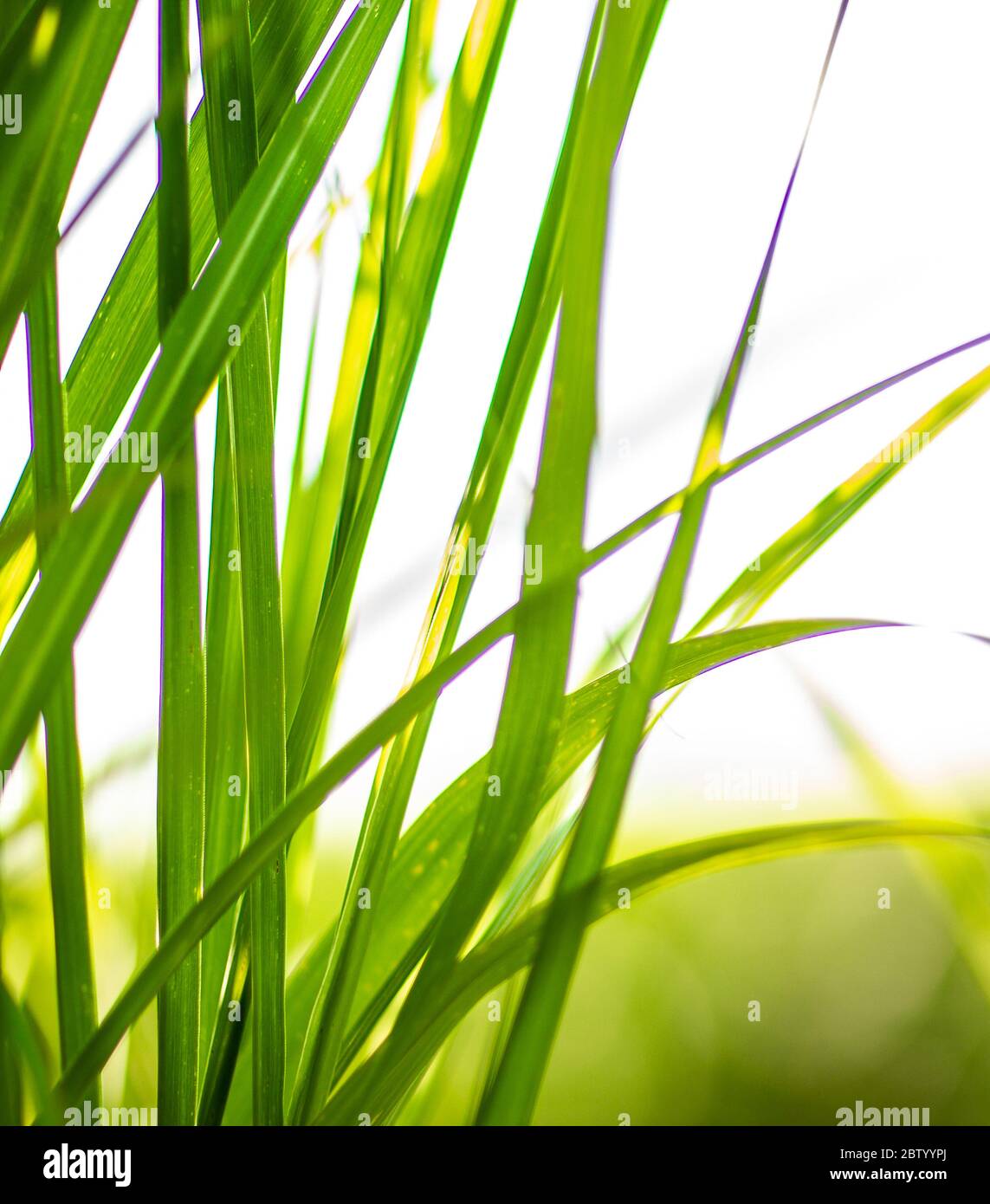 Vari stock vegetali coltivati per la ricerca sulla biomassa Foto Stock