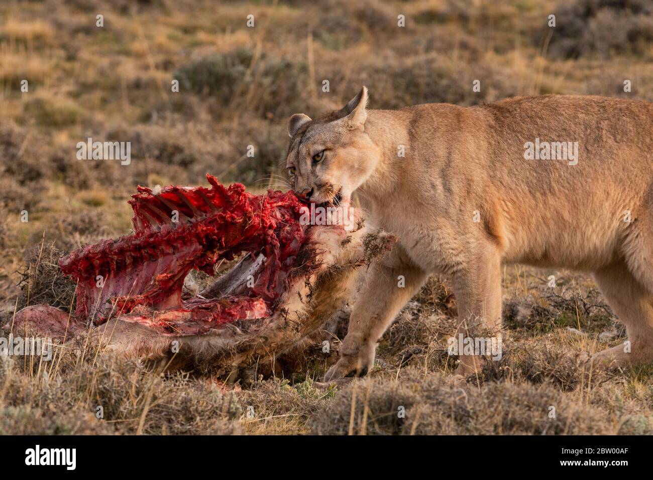 A Puma (Puma concolor) mangiare un Guanaco vicino a Torres del Paine, Cile Foto Stock