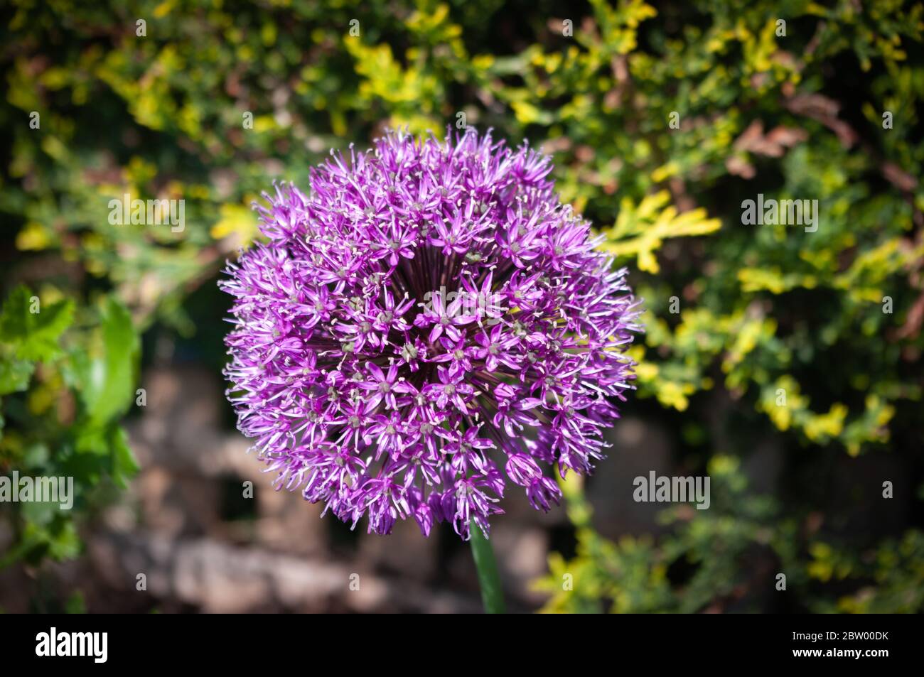 Allium "sensazione viola" in fiore in tarda primavera Foto Stock