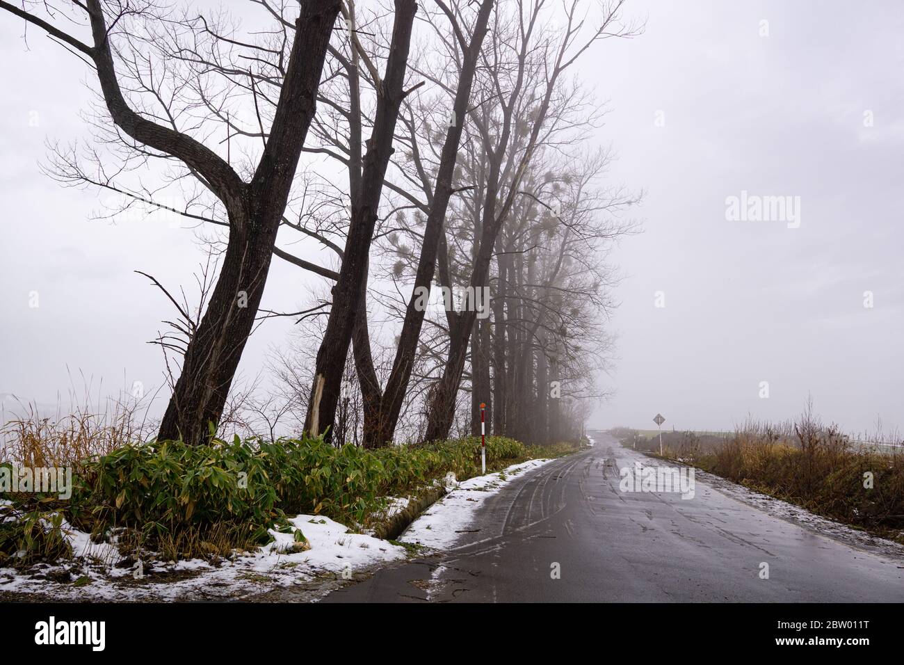 Mild Seven Hill situato nella città di Biei, è una piccola città circondata da un pittoresco paesaggio di dolci colline e campi vasti. La collina è fa Foto Stock