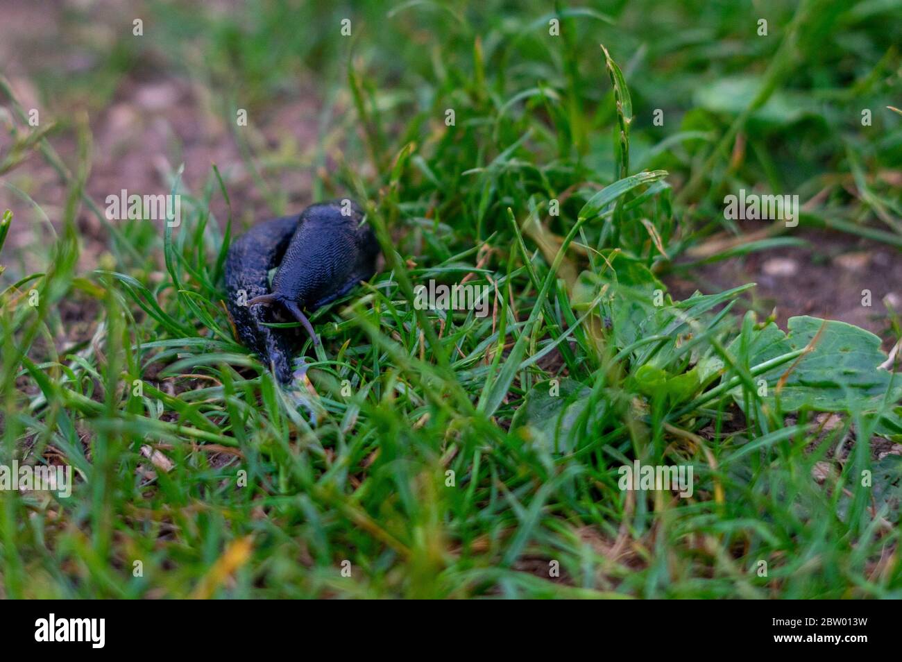 Nero europeo schiaffo in erba Foto Stock