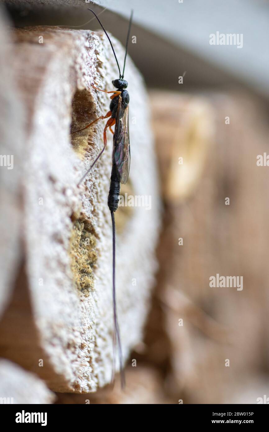 Femmina Ephialtes manifestatore parassita vespe in cerca di solitario ape o vespe nido di porre le uova in. Foto Stock