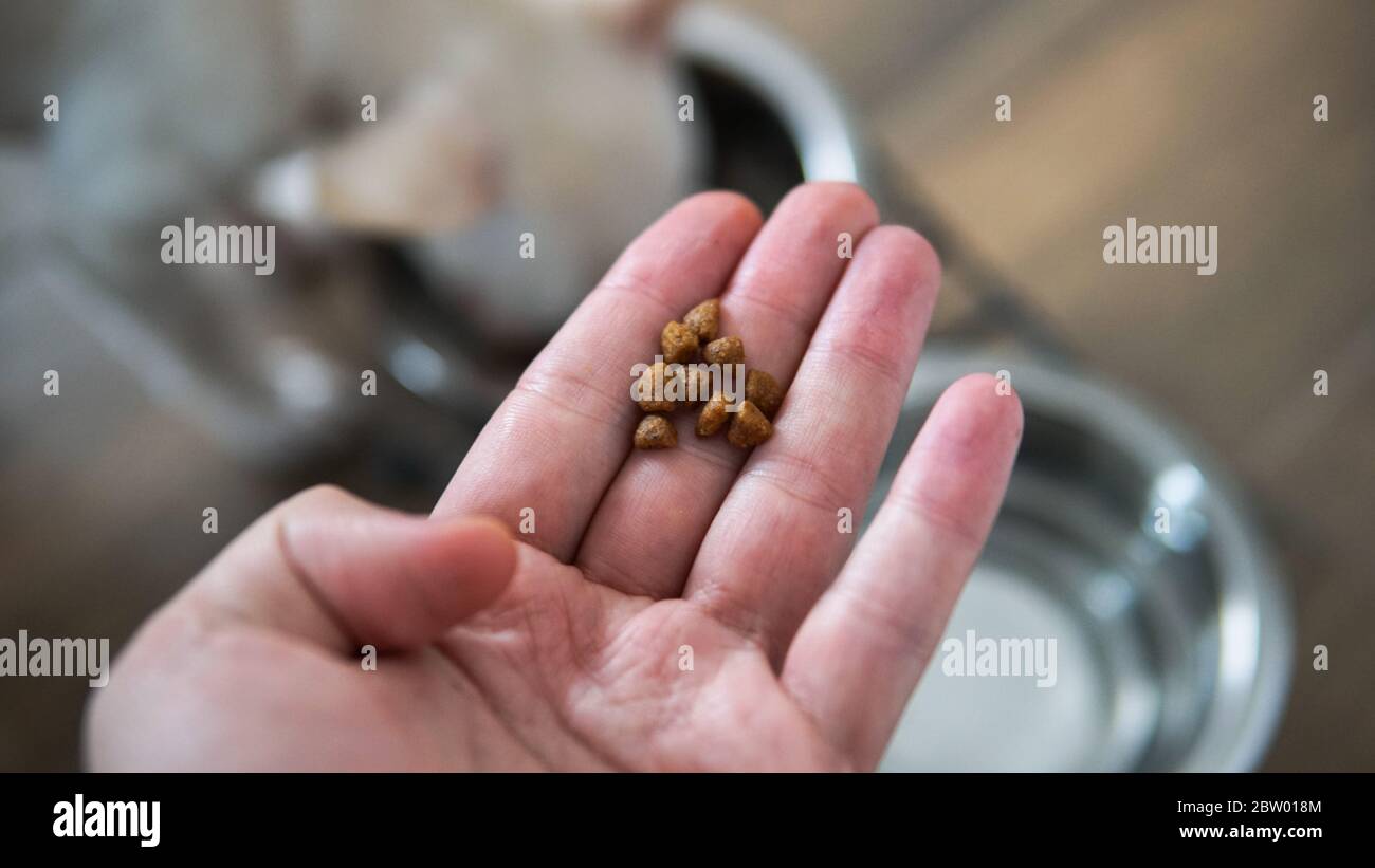 Nutrizione per cani Chihuahua nella vita reale Foto Stock