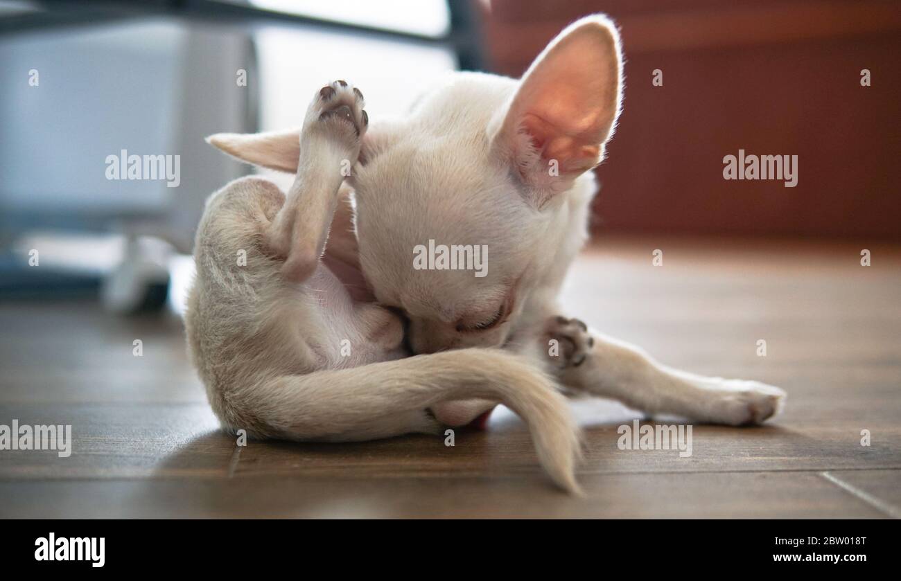 popolarizzazione dei cani chihuahua nel mondo. i cani più piccoli nel mondo Foto Stock