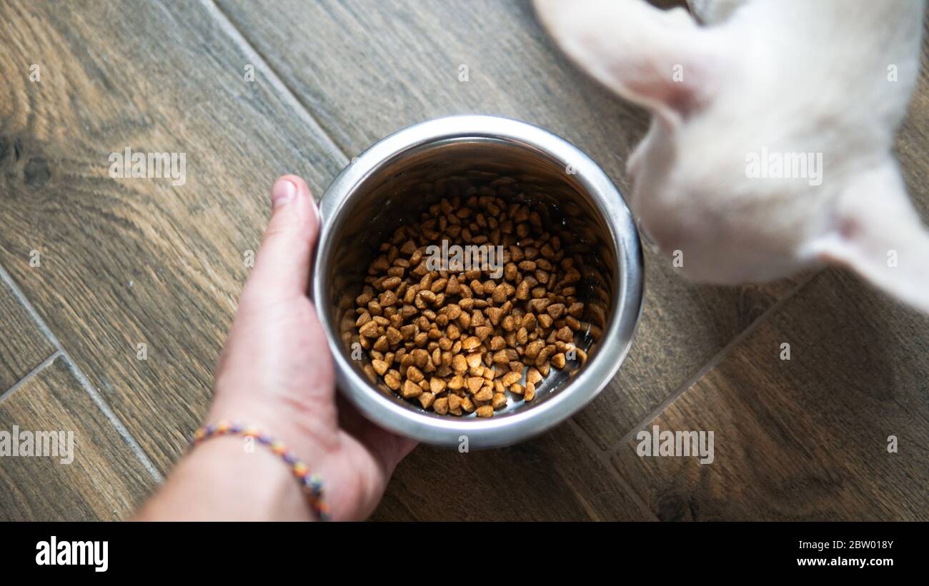 cibo secco per razze di cani di piccole dimensioni. Alimentazione adeguata per cani Chihuahua Foto Stock