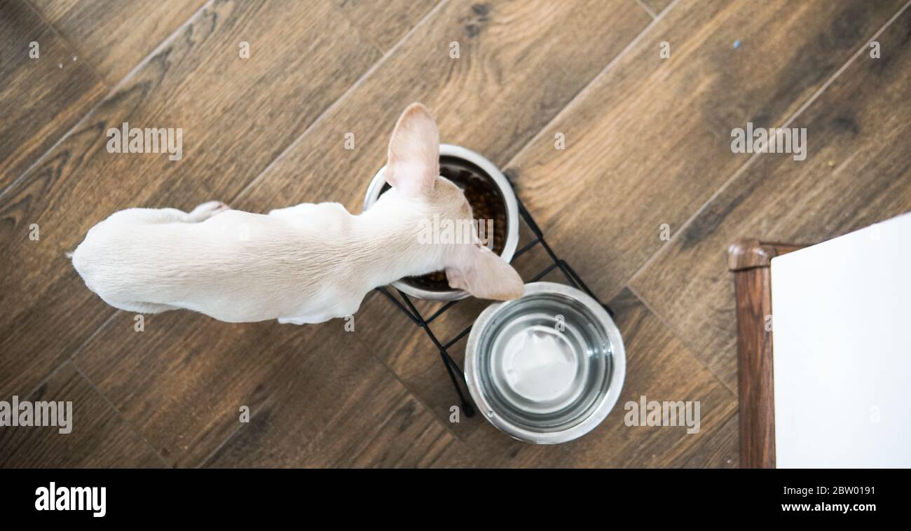 cibo secco per razze di cani di piccole dimensioni. Alimentazione adeguata per cani Chihuahua Foto Stock