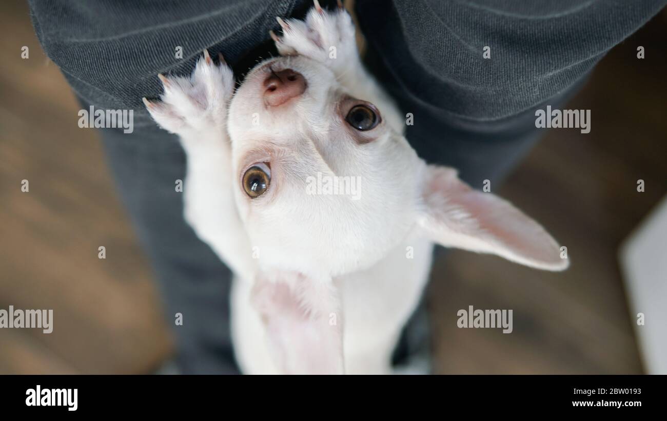 Comunicazione e sviluppo dei cuccioli di cane Chihuahua Foto Stock